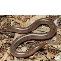 خانواده مارهای کرمی شکل Typhlopidae